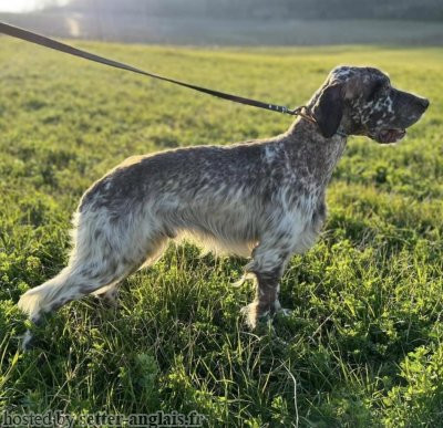Setter Anglais BORN TO HUNT NELSON